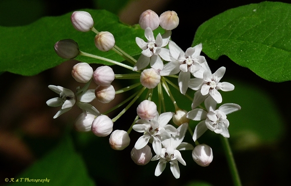 {Asclepias quadrifolia}